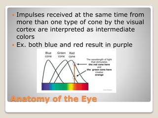 Anatomy of the Eye
 Impulses received at the same time from
more than one type of cone by the visual
cortex are interpreted as intermediate
colors
 Ex. both blue and red result in purple
 