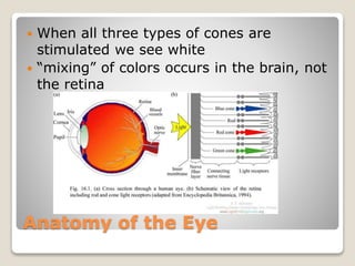 Anatomy of the Eye
 When all three types of cones are
stimulated we see white
 “mixing” of colors occurs in the brain, not
the retina
 