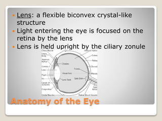 Anatomy of the Eye
 Lens: a flexible biconvex crystal-like
structure
 Light entering the eye is focused on the
retina by the lens
 Lens is held upright by the ciliary zonule
 