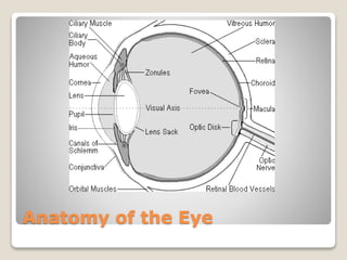 Anatomy of the Eye
 