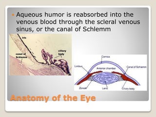 Anatomy of the Eye
 Aqueous humor is reabsorbed into the
venous blood through the scleral venous
sinus, or the canal of Schlemm
 