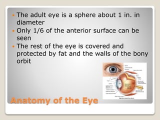 Anatomy of the Eye
 The adult eye is a sphere about 1 in. in
diameter
 Only 1/6 of the anterior surface can be
seen
 The rest of the eye is covered and
protected by fat and the walls of the bony
orbit
 