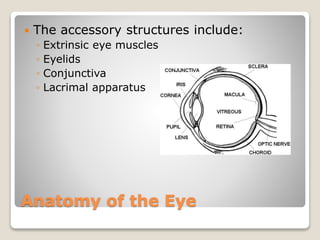 Anatomy of the Eye
 The accessory structures include:
◦ Extrinsic eye muscles
◦ Eyelids
◦ Conjunctiva
◦ Lacrimal apparatus
 