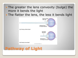 Pathway of Light
 The greater the lens convexity (bulge) the
more it bends the light
 The flatter the lens, the less it bends light
 