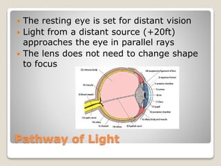Pathway of Light
 The resting eye is set for distant vision
 Light from a distant source (+20ft)
approaches the eye in parallel rays
 The lens does not need to change shape
to focus
 