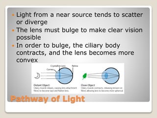 Pathway of Light
 Light from a near source tends to scatter
or diverge
 The lens must bulge to make clear vision
possible
 In order to bulge, the ciliary body
contracts, and the lens becomes more
convex
 
