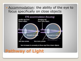 Pathway of Light
 Accommodation: the ability of the eye to
focus specifically on close objects
 
