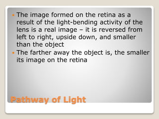 Pathway of Light
 The image formed on the retina as a
result of the light-bending activity of the
lens is a real image – it is reversed from
left to right, upside down, and smaller
than the object
 The farther away the object is, the smaller
its image on the retina
 