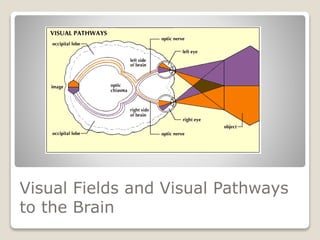 Visual Fields and Visual Pathways
to the Brain
 