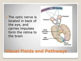 Visual Fields and Pathways
 The optic nerve is
located in back of
the eye, and
carries impulses
form the retina to
the brain
 