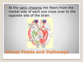 Visual Fields and Pathways
 At the optic chiasma the fibers from the
medial side of each eye cross over to the
opposite site of the brain
 