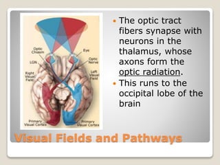 Visual Fields and Pathways
 The optic tract
fibers synapse with
neurons in the
thalamus, whose
axons form the
optic radiation.
 This runs to the
occipital lobe of the
brain
 