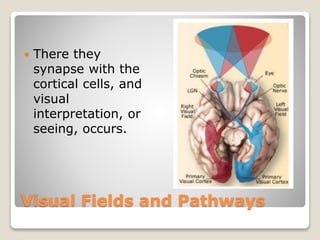 Visual Fields and Pathways
 There they
synapse with the
cortical cells, and
visual
interpretation, or
seeing, occurs.
 