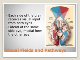 Visual Fields and Pathways
 Each side of the brain
receives visual input
from both eyes
 Lateral of the same
side eye, medial form
the other eye
 