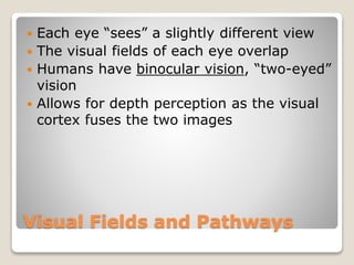 Visual Fields and Pathways
 Each eye “sees” a slightly different view
 The visual fields of each eye overlap
 Humans have binocular vision, “two-eyed”
vision
 Allows for depth perception as the visual
cortex fuses the two images
 