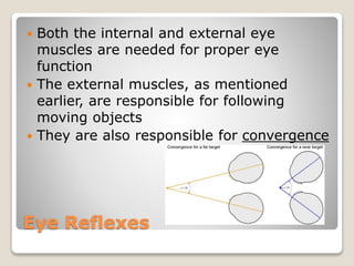 Eye Reflexes
 Both the internal and external eye
muscles are needed for proper eye
function
 The external muscles, as mentioned
earlier, are responsible for following
moving objects
 They are also responsible for convergence
 