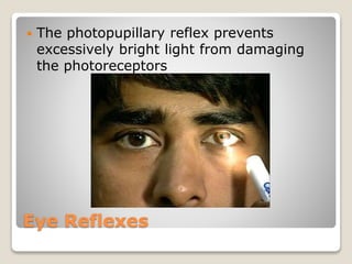 Eye Reflexes
 The photopupillary reflex prevents
excessively bright light from damaging
the photoreceptors
 