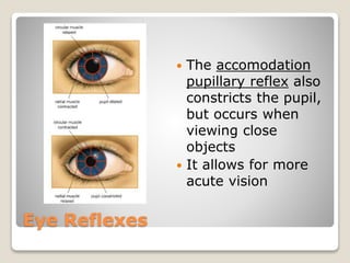 Eye Reflexes
 The accomodation
pupillary reflex also
constricts the pupil,
but occurs when
viewing close
objects
 It allows for more
acute vision
 