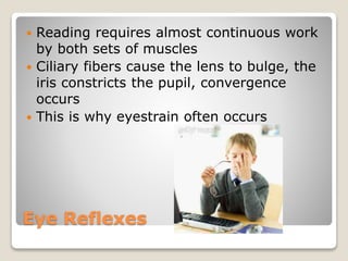 Eye Reflexes
 Reading requires almost continuous work
by both sets of muscles
 Ciliary fibers cause the lens to bulge, the
iris constricts the pupil, convergence
occurs
 This is why eyestrain often occurs
 