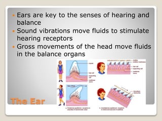 The Ear
 Ears are key to the senses of hearing and
balance
 Sound vibrations move fluids to stimulate
hearing receptors
 Gross movements of the head move fluids
in the balance organs
 