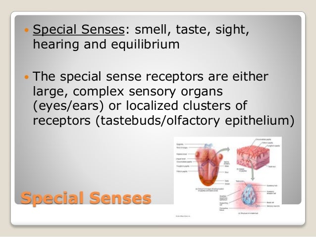 Worksheets Chapter 8 Special Senses Worksheet Answers chapter 8 special senses worksheet answers pixelpaperskin answers
