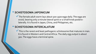 • SCHISTOSOMA JAPONICUM
✓The female adult worm lays about 500-3500 eggs daily.The eggs are
ovoid, bearing only a minute lateral spine or a small knob postero-
laterally. It is found in Japan, China, and Philippines, etc.
• SCHISTOSOMA INTERCALATUM
✓This is the rarest and least pathogenic schistosome that matures in man.
It is found inWestern and Central Africa.The daily egg output is about
300.The eggs have a terminal spine.
 