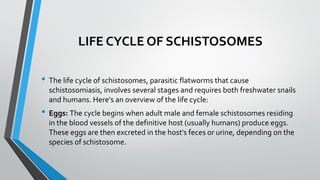 LIFE CYCLE OF SCHISTOSOMES
• The life cycle of schistosomes, parasitic flatworms that cause
schistosomiasis, involves several stages and requires both freshwater snails
and humans. Here's an overview of the life cycle:
• Eggs: The cycle begins when adult male and female schistosomes residing
in the blood vessels of the definitive host (usually humans) produce eggs.
These eggs are then excreted in the host's feces or urine, depending on the
species of schistosome.
 