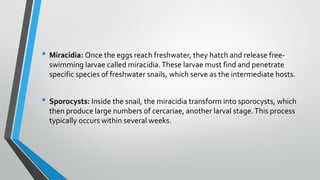 • Miracidia: Once the eggs reach freshwater, they hatch and release free-
swimming larvae called miracidia.These larvae must find and penetrate
specific species of freshwater snails, which serve as the intermediate hosts.
• Sporocysts: Inside the snail, the miracidia transform into sporocysts, which
then produce large numbers of cercariae, another larval stage.This process
typically occurs within several weeks.
 