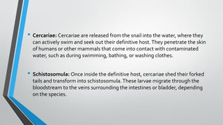 • Cercariae: Cercariae are released from the snail into the water, where they
can actively swim and seek out their definitive host.They penetrate the skin
of humans or other mammals that come into contact with contaminated
water, such as during swimming, bathing, or washing clothes.
• Schistosomula: Once inside the definitive host, cercariae shed their forked
tails and transform into schistosomula.These larvae migrate through the
bloodstream to the veins surrounding the intestines or bladder, depending
on the species.
 