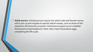 • Adult worms: Schistosomula mature into adult male and female worms,
which pair up and migrate to specific blood vessels, such as those of the
intestines (Schistosoma mansoni, Schistosoma japonicum) or bladder
(Schistosoma haematobium). Here, they mate and produce eggs,
completing the life cycle.
 