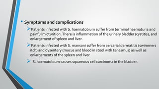 • Symptoms and complications
➢Patients infected with S. haematobium suffer from terminal haematuria and
painful micturition.There is inflammation of the urinary bladder (cystitis), and
enlargement of spleen and liver.
➢Patients infected with S. mansoni suffer from cercarial dermatitis (swimmers
itch) and dysentery (mucus and blood in stool with tenesmus) as well as
enlargements of the spleen and liver.
➢ S. haematobium causes squamous cell carcinoma in the bladder.
 