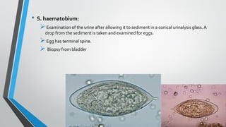 • S. haematobium:
➢Examination of the urine after allowing it to sediment in a conical urinalysis glass.A
drop from the sediment is taken and examined for eggs.
➢Egg has terminal spine.
➢ Biopsy from bladder
 