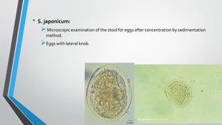 • S. japonicum:
➢Microscopic examination of the stool for eggs after concentration by sedimentation
method.
➢Eggs with lateral knob.
 