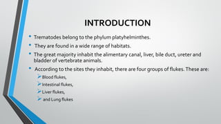 INTRODUCTION
• Trematodes belong to the phylum platyhelminthes.
• They are found in a wide range of habitats.
• The great majority inhabit the alimentary canal, liver, bile duct, ureter and
bladder of vertebrate animals.
• According to the sites they inhabit, there are four groups of flukes.These are:
➢Blood flukes,
➢Intestinal flukes,
➢Liver flukes,
➢and Lung flukes
 