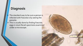 Diagnosis
➢ The standard way to be sure a person is
infected with Fasciola is by seeing the
parasite.
➢ This is usually done by finding Fasciola
eggs in stool (fecal) specimens examined
under a microscope.
 