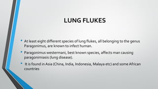 LUNG FLUKES
• At least eight different species of lung flukes, all belonging to the genus
Paragonimus, are known to infect human.
• Paragonimus westermani, best known species, affects man causing
paragonimiasis (lung disease).
• It is found in Asia (China, India, Indonesia, Malaya etc) and some African
countries
 