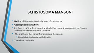 SCHISTOSOMA MANSONI
• Habitat -This species lives in the veins of the intestine.
• Geographical distribution:
• It is found in Africa, South America, Middle East (some Arab countries) etc. Stream
and lake-based transmission is common.
• The snail hosts that harbor S. mansoni are the genera:
✓ Biomphalaria (B. glabrata) andTrobicorbis.
• These have oval shells.
 