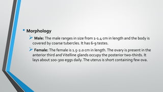 • Morphology
➢Male: The male ranges in size from 1-1.4 cm in length and the body is
covered by coarse tubercles. It has 6-9 testes.
➢Female: The female is 1.5-2.0 cm in length.The ovary is present in the
anterior third andVitelline glands occupy the posterior two-thirds. It
lays about 100-300 eggs daily.The uterus is short containing few ova.
 