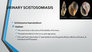URINARY SCISTOSOMIASIS
• Schistosoma haematobium
❖Habitat:
✓The worm lives in the veins of the bladder of humans.
✓The peak prevalence is the 10-14 year age group.
✓The snail hosts that harbor S. haematobium are the genera Bulinus (Bulinus africanus, B.
truncatus) and Physopsis.
 