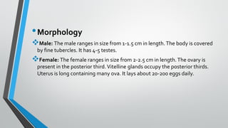 •Morphology
❖Male: The male ranges in size from 1-1.5 cm in length.The body is covered
by fine tubercles. It has 4-5 testes.
❖Female: The female ranges in size from 2-2.5 cm in length.The ovary is
present in the posterior third.Vitelline glands occupy the posterior thirds.
Uterus is long containing many ova. It lays about 20-200 eggs daily.
 