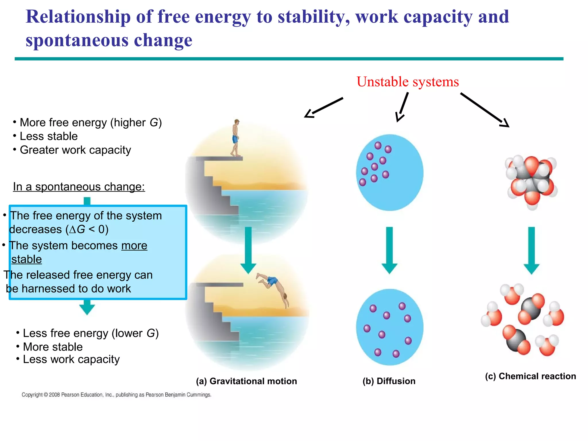 Relationship of free energy to stability, work capacity and
     spontaneous change

                                                               Unstable systems

   • More free energy (higher G)
   • Less stable
   • Greater work capacity


   In a spontaneous change:

  • The free energy of the system
    decreases (∆G < 0)
  • The system becomes more
    stable
• The released free energy can
   be harnessed to do work


   • Less free energy (lower G)
   • More stable
   • Less work capacity
                                                                                  (c) Chemical reaction
                                    (a) Gravitational motion   (b) Diffusion
 
