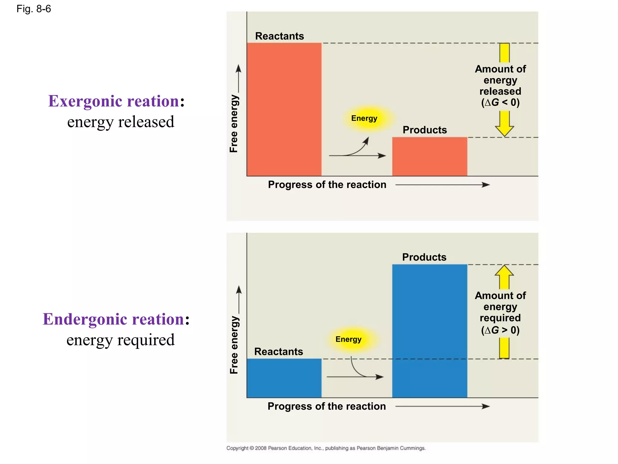 Fig. 8-6

                                          Reactants


                                                                                  Amount of
                                                                                    energy
                                                                                   released
       Exergonic reation:




                            Free energy
                                                                                   (∆G < 0)

         energy released                                    Energy
                                                                       Products




                                            Progress of the reaction




                                                                       Products


                                                                                  Amount of
                                                                                    energy
     Endergonic reation:                                                           required
                            Free energy




                                                                                   (∆G > 0)
       energy required                                   Energy
                                          Reactants




                                            Progress of the reaction
 