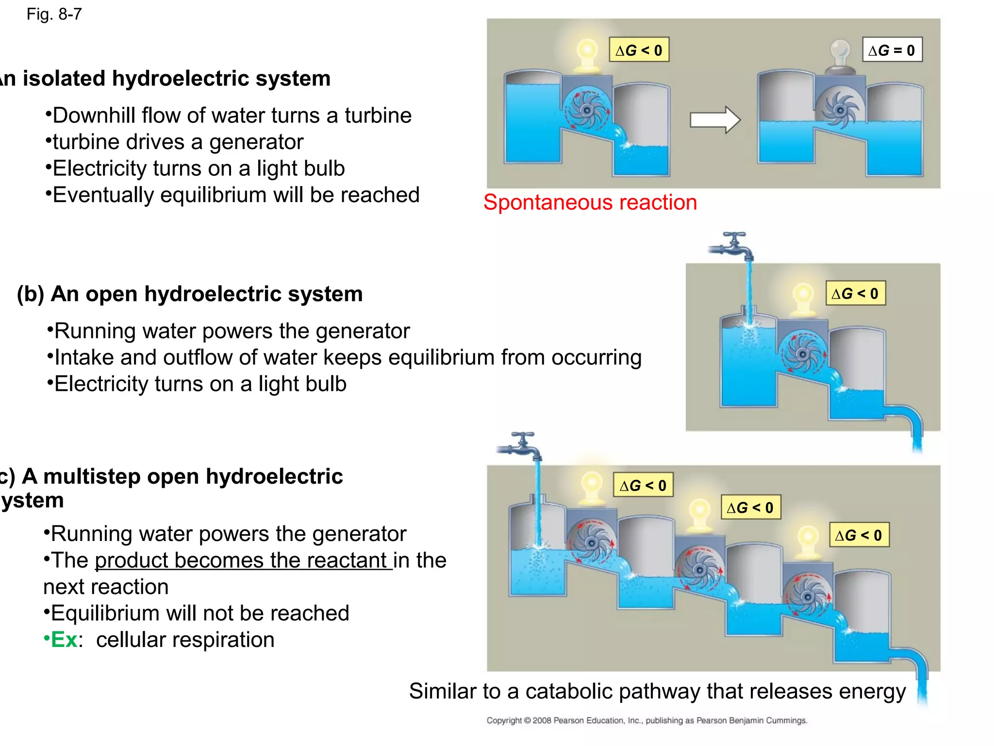 Fig. 8-7

                                                               ∆G < 0                    ∆G = 0
An isolated hydroelectric system
     •Downhill flow of water turns a turbine
     •turbine drives a generator
     •Electricity turns on a light bulb
     •Eventually equilibrium will be reached     Spontaneous reaction



  (b) An open hydroelectric system                                                   ∆G < 0

     •Running water powers the generator
     •Intake and outflow of water keeps equilibrium from occurring
     •Electricity turns on a light bulb



 c) A multistep open hydroelectric                             ∆G < 0
system                                                                    ∆G < 0
      •Running water powers the generator                                            ∆G < 0
      •The product becomes the reactant in the
      next reaction
      •Equilibrium will not be reached
      •Ex: cellular respiration

                                          Similar to a catabolic pathway that releases energy
 
