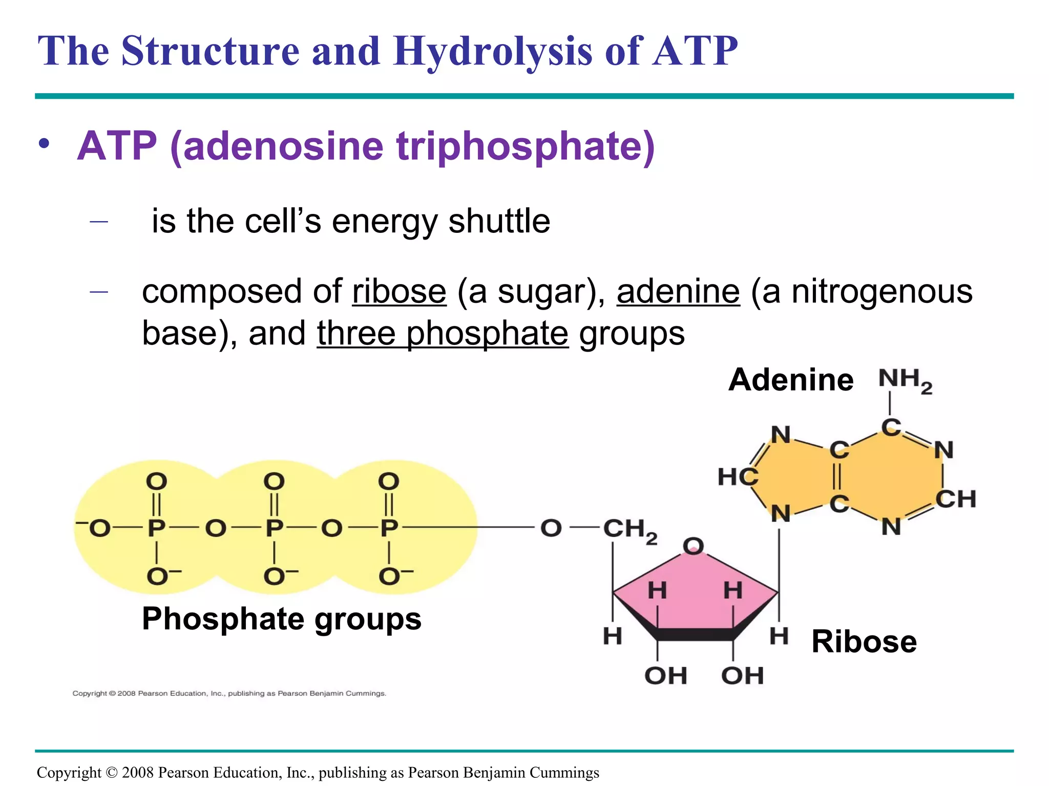 The Structure and Hydrolysis of ATP

• ATP (adenosine triphosphate)
       –        is the cell’s energy shuttle
       – composed of ribose (a sugar), adenine (a nitrogenous
         base), and three phosphate groups
                                                                                    Adenine




               Phosphate groups
                                                                                        Ribose


Copyright © 2008 Pearson Education, Inc., publishing as Pearson Benjamin Cummings
 