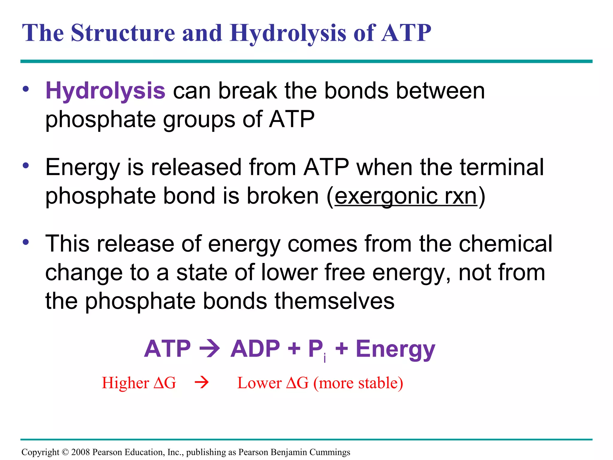 The Structure and Hydrolysis of ATP

• Hydrolysis can break the bonds between
  phosphate groups of ATP
• Energy is released from ATP when the terminal
  phosphate bond is broken (exergonic rxn)
• This release of energy comes from the chemical
  change to a state of lower free energy, not from
  the phosphate bonds themselves

                              ATP  ADP + Pi + Energy
                   Higher ∆G                        Lower ∆G (more stable)


Copyright © 2008 Pearson Education, Inc., publishing as Pearson Benjamin Cummings
 