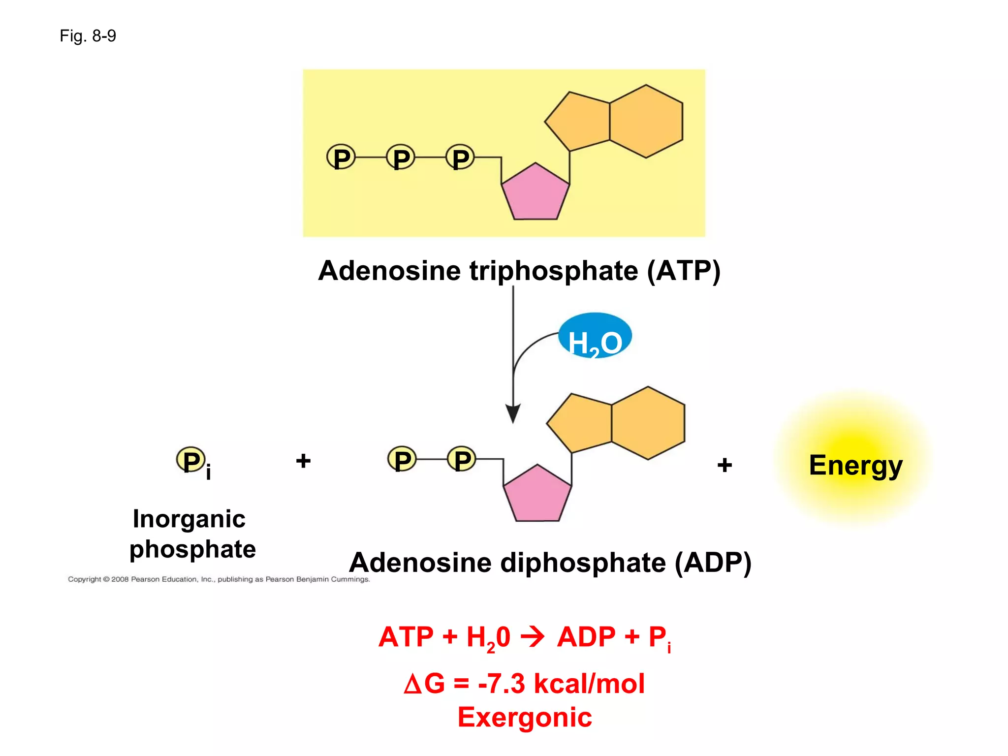 Fig. 8-9




                            P   P    P


                           Adenosine triphosphate (ATP)

                                             H2O



              Pi       +         P   P                 +   Energy
           Inorganic
           phosphate
                             Adenosine diphosphate (ADP)

                                ATP + H20  ADP + Pi
                                 ∆G = -7.3 kcal/mol
                                    Exergonic
 