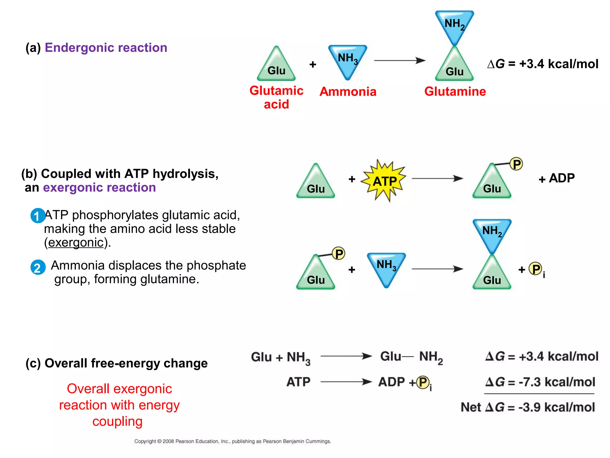 NH2

(a) Endergonic reaction
                                                        NH3
                                         Glu      +                               ∆G = +3.4 kcal/mol
                                                                         Glu
                                       Glutamic       Ammonia         Glutamine
                                         acid



                                                                                      P
(b) Coupled with ATP hydrolysis,                            +                             + ADP
 an exergonic reaction                                          ATP
                                                  Glu                          Glu

 1 ATP phosphorylates glutamic acid,
   making the amino acid less stable                                           NH2
   (exergonic).
                                                        P
  2 Ammonia displaces the phosphate                         +   NH3
                                                                                       + Pi
    group, forming glutamine.                     Glu                          Glu




(c) Overall free-energy change

       Overall exergonic
      reaction with energy
            coupling
 