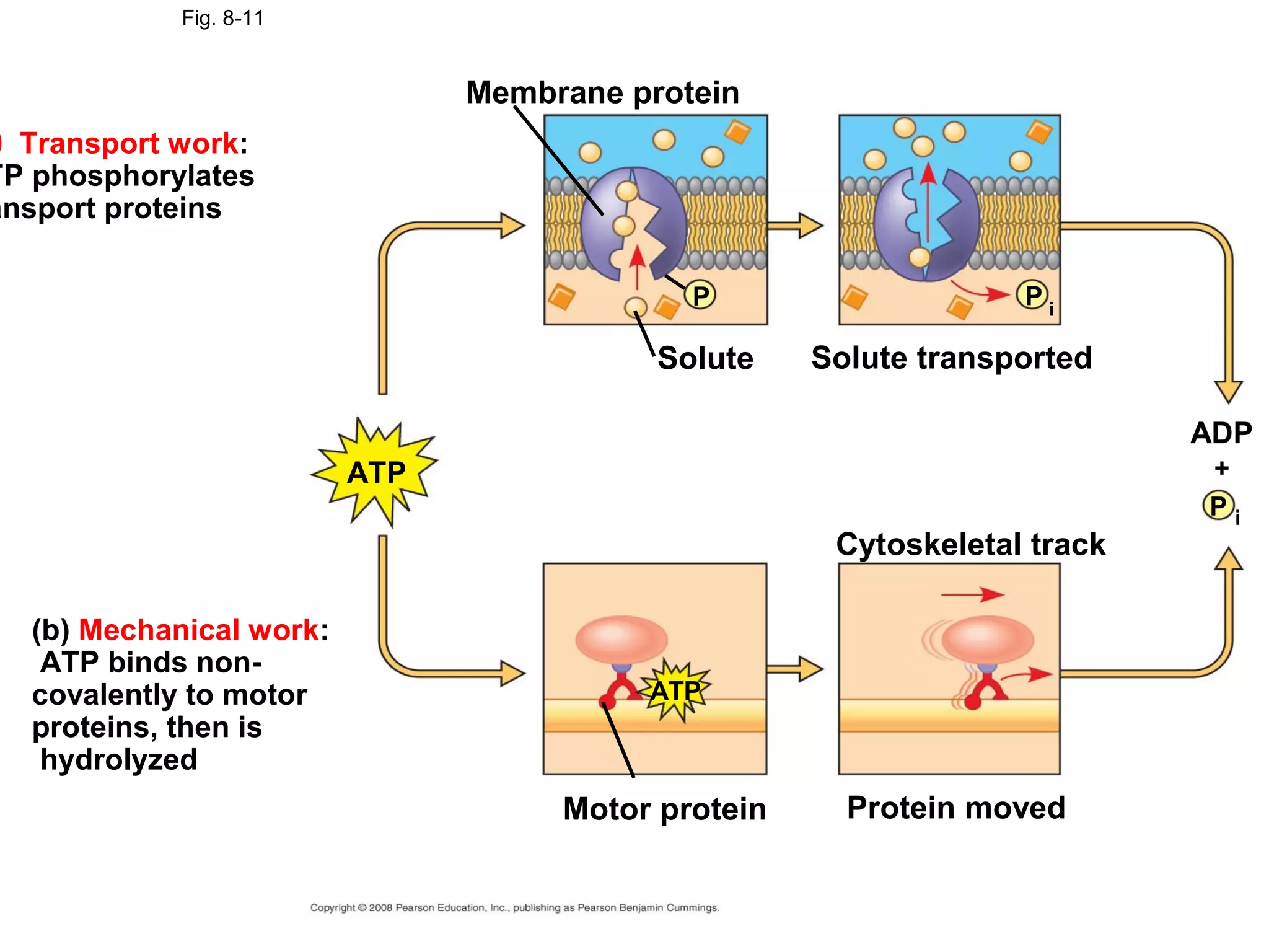 Fig. 8-11


                                 Membrane protein
) Transport work:
TP phosphorylates
ansport proteins

                                              P                    Pi

                                            Solute    Solute transported

                                                                            ADP
                           ATP                                              +
                                                                            Pi
                                                       Cytoskeletal track

    (b) Mechanical work:
     ATP binds non-
    covalently to motor                    ATP
    proteins, then is
     hydrolyzed
                                      Motor protein     Protein moved
 