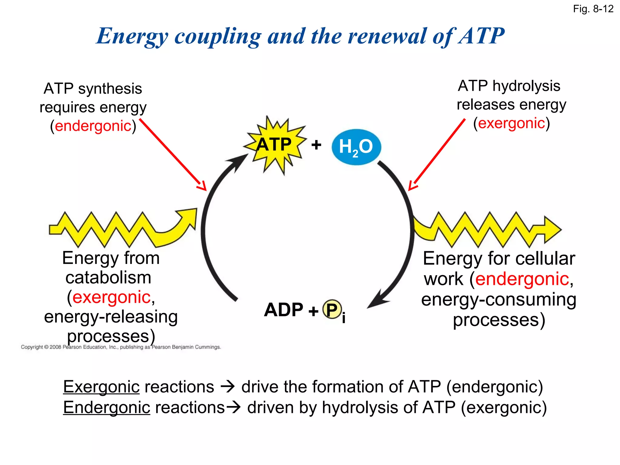 Fig. 8-12


       Energy coupling and the renewal of ATP

 ATP synthesis                                      ATP hydrolysis
requires energy                                     releases energy
  (endergonic)                                         (exergonic)
                           ATP    + H2O




  Energy from                                   Energy for cellular
  catabolism                                    work (endergonic,
  (exergonic,                                   energy-consuming
energy-releasing            ADP + P i
                                                   processes)
  processes)

   Exergonic reactions  drive the formation of ATP (endergonic)
   Endergonic reactions driven by hydrolysis of ATP (exergonic)
 