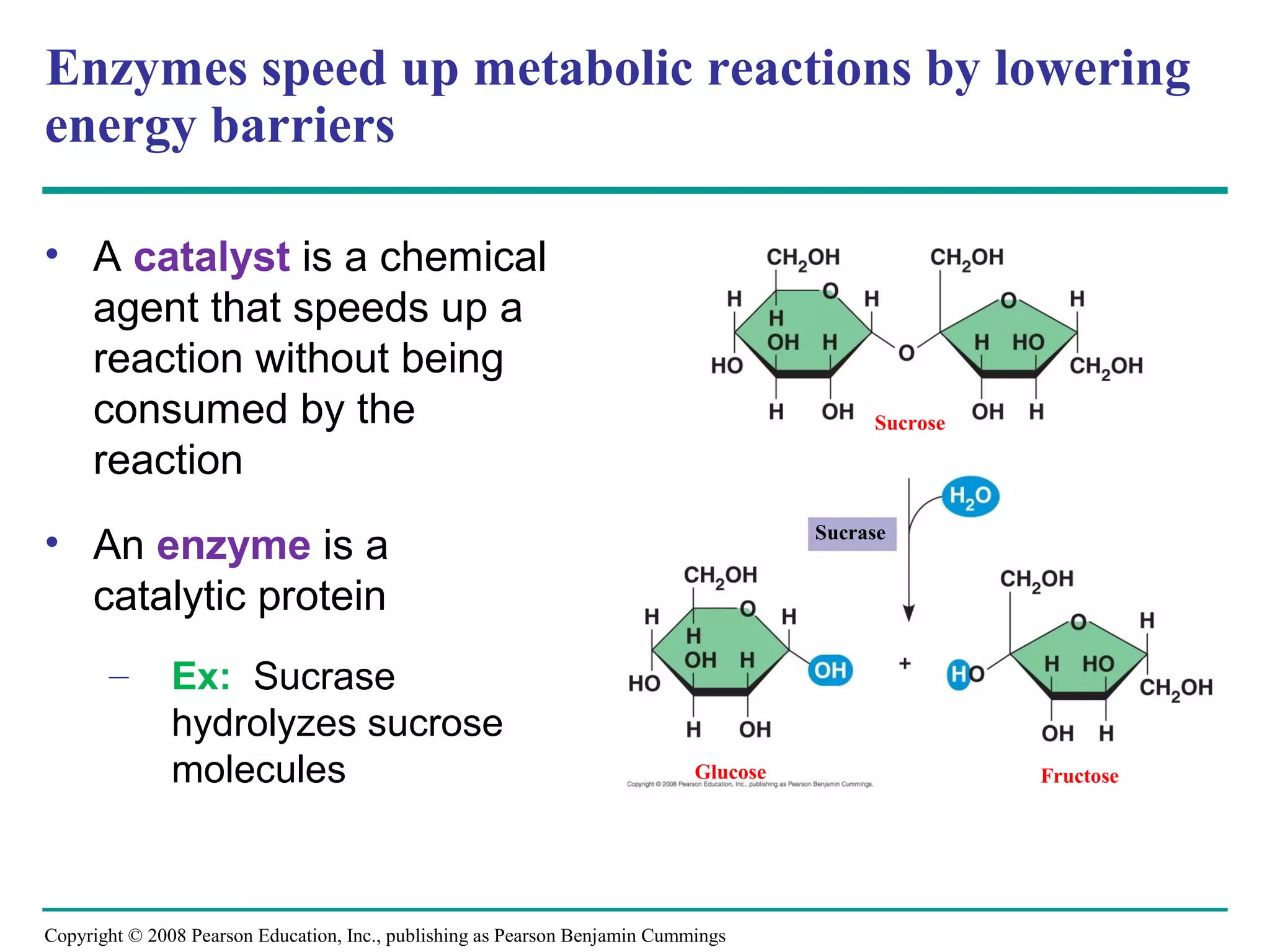 Enzymes speed up metabolic reactions by lowering
energy barriers

• A catalyst is a chemical
  agent that speeds up a
  reaction without being
  consumed by the                                                                           Sucrose

  reaction
• An enzyme is a                                                                       Sucrase


  catalytic protein
       –       Ex: Sucrase
               hydrolyzes sucrose
               molecules                                                     Glucose                  Fructose




Copyright © 2008 Pearson Education, Inc., publishing as Pearson Benjamin Cummings
 